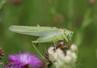 Fototapeta premium Grünes Heupferd - Great green bush-cricket