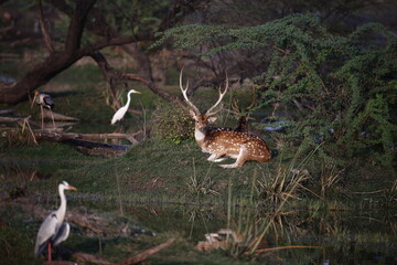 Spotted deer stag down by the lake
