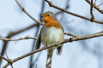 Petirrojo, Erithacus rubecula