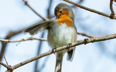 Petirrojo, Erithacus rubecula