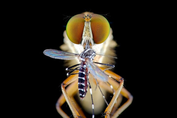 close up robber fly with prey