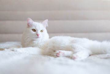 Charming white cat breed Turkish Van lazily sits at home. Beautiful pedigree long-haired kitty. Close-up, copy, background.