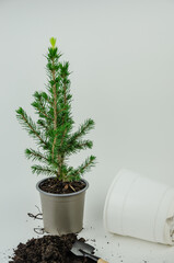Transplanting a Christmas tree from a small pot to a larger one