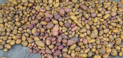 Harvest a lot of potatoes. Selective focus.