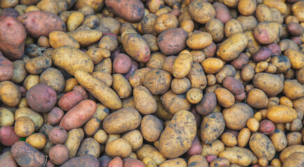 Harvest a lot of potatoes. Selective focus.