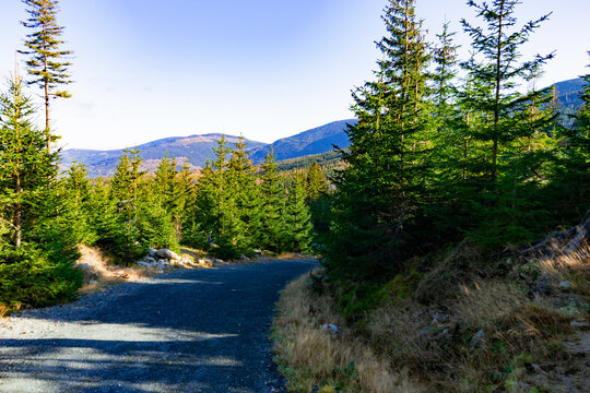 Snezka. Sněžka. Giant Mountains. Mountains. Mountain peaks. Wildlife. Poland. Karpach. Curving mountain trail. Tall green pine trees line path. Sunlit forest. Blue sky. landscape. Wildlife habitat