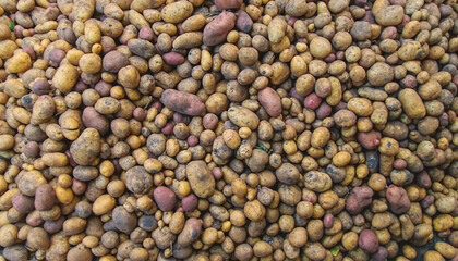 Harvest a lot of potatoes. Selective focus.