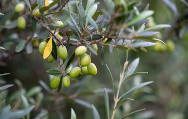green olives on branch