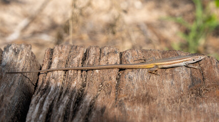lizard with very long tail on wood