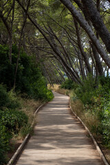 Obraz premium path in the woods