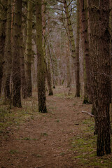 Path in the woods with trees in the background. Forest path in the forest.