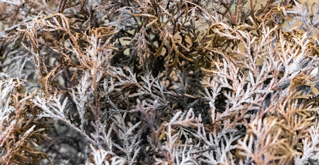 dried tree laves, after Christmas , Christmas tree leaves, background texture abstract  