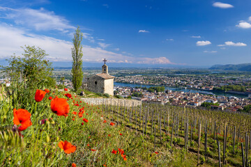 Fototapeta na wymiar Grand cru vineyard and Chapel of Saint Christopher, Tain l'Hermitage, Rhone-Alpes, France