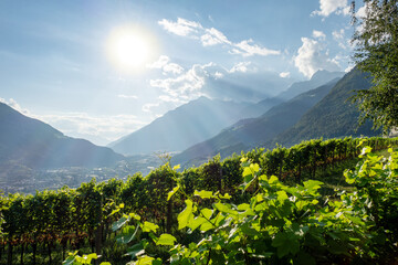 Weinberg in Südtirol