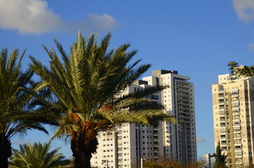 Fototapeta na wymiar Modern residential building, tropical climate, palm trees, orange garden. Real estate in Israel.