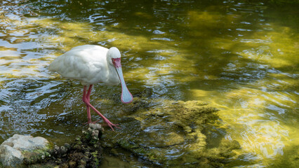 white ibis in the water - 731909013