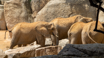 elephants next to large boulders - 731909047