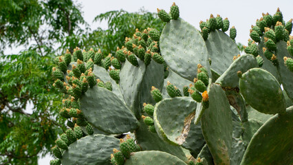cactus - 731909211