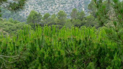 Mediterranean shrubs in the mountains