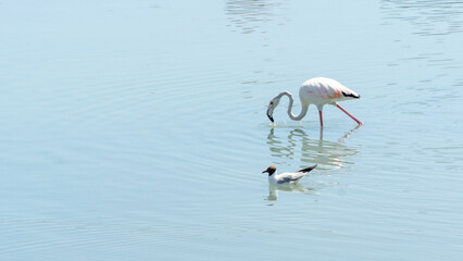 flamingo in the water - 731909263