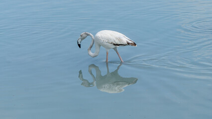 flamingo in a shallow lagoon
