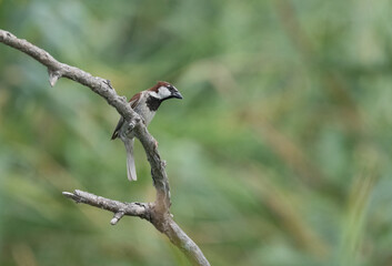 sparrow on a branch in the lagoon	