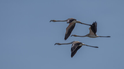 greater flamingos in flight over the lagoon of delta ebro river	