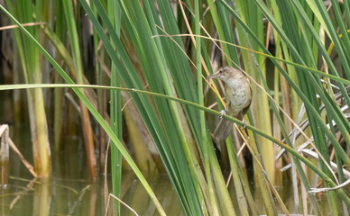 Great Reed Warbler on top of the reeds in the marsh	