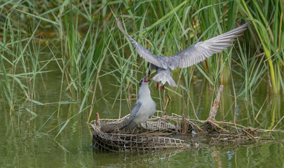 whiskered tern feeding its chick	