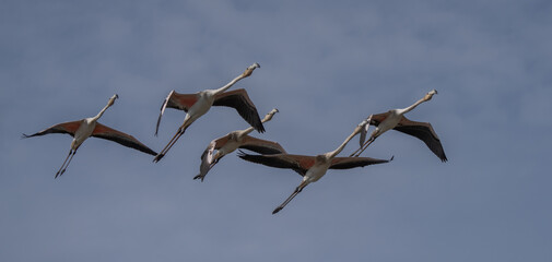 greater flamingos in flight over the lagoon of delta ebro river	