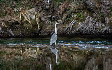 Garza real, Ardea cinerea