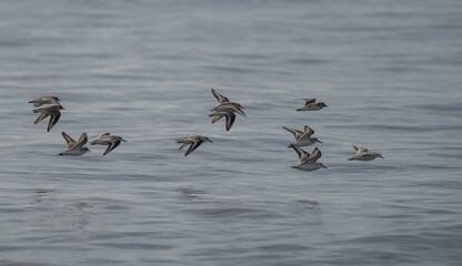 Group of Sanderlings and kentish plovers in flight over the mediterranean sea	