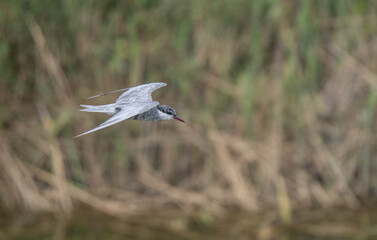 whiskered tern in flight over the lagoon	