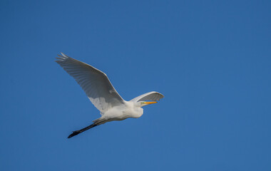great egret in flight over the ebro river marshes	