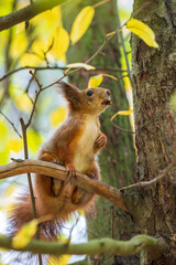 Red squirrel on the tree