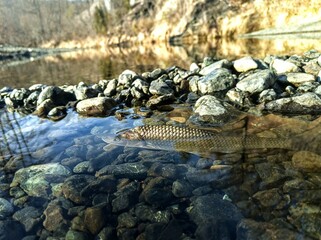 crocodile in the water