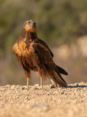 western marsh harrier in flight	