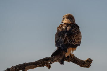 red kite on the trunk