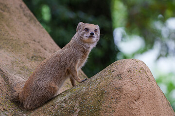 smal mongoose in a zoo - 731911691