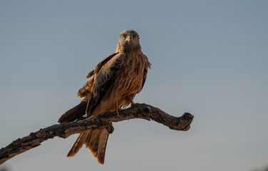red kite on the trunk