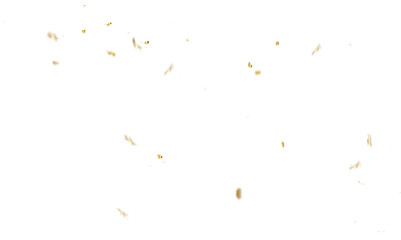 Doted and confetti golden glitter on transparent background. Shiny glittering dust. Gold glitter sparkle confetti that floats down falling - obrazy, fototapety, plakaty