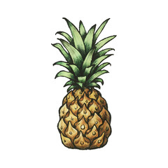 Marker Pineapple Isolated Hand Draw.