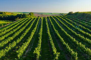 Fototapeta na wymiar Vineyard with Hibernal near Cejkovice, Southern Moravia, Czech Republic