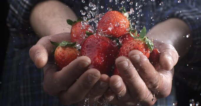 Super slow motion close up of clear pure water drops splashes are falling on fresh ripe bio organic red strawberries in farmer's hands at rural agriculture farmland plantation at 1000 fps.