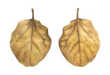 Dry banyan leaves isolated on transparent background