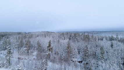 Aerial view of vast winter forest