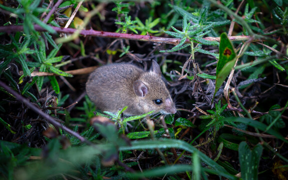 raton de campo, Apodemus sylvaticus