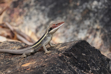 Langnasenagame - Long-nosed Water Dragon