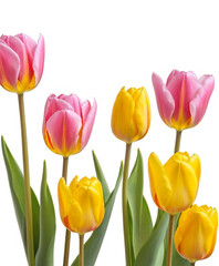 Yellow and pink tulips. Spring flowers