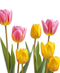Naklejka premium Yellow and pink tulips. Spring flowers